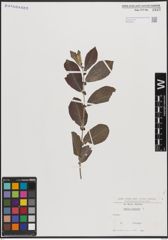 Foto von Salix cinerea L.